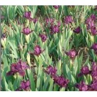 大量供應(yīng)大花萱草，福祿考，鳶尾，美人蕉，芍藥