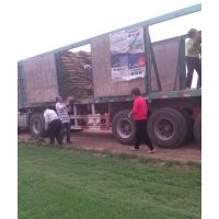 草坪現(xiàn)在價格