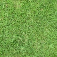 句容景葉草坪基地直銷(xiāo)百慕大草坪