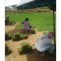 供應(yīng)馬尼拉草