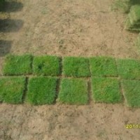 湖南馬尼拉草皮基地