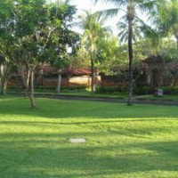 供應多年生四季青草種，別名：匍莖剪股穎，本特草，綠化草坪種子