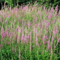 千屈菜 山東千屈菜基地 水生植物千屈菜