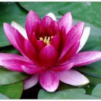 北京睡蓮供應(yīng)商|河北睡蓮哪家好