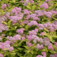 河北國慶菊廠家|天津國慶菊批發(fā)價格