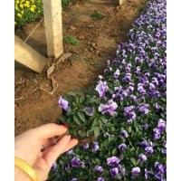 角瑾 山東草花批發(fā)基地 哪里有角瑾