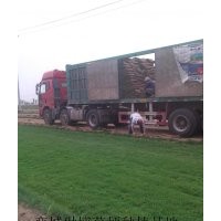 綠化草坪價(jià)格|草坪批發(fā)價(jià)格|草坪報(bào)價(jià)