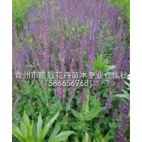 山東宿根鼠尾草價(jià)格