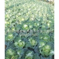 耐寒的綠化草花