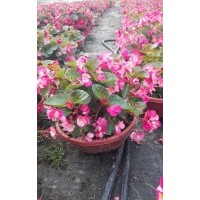 供應(yīng)湖南進(jìn)口比哥海棠花
