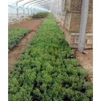 薰衣草價格 薰衣草批發(fā) 山東青州薰衣草種植基地