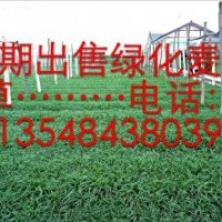 基地直銷麥冬草