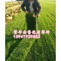 大連開發(fā)區(qū)別墅草坪