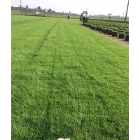 草皮草坪