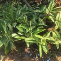 供應(yīng)大量袋裝花葉良姜，批發(fā)供應(yīng)花葉良姜基地