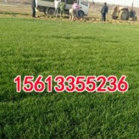 欒城高爾夫球場草皮