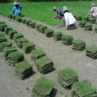 馬尼拉草皮批發(fā)