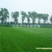 草坪供應(yīng)天堂草坪，狗牙根草坪綠化草坪電15961543375