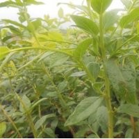 百色農(nóng)業(yè)(多圖)、盆栽藍莓苗木、西安藍莓苗木