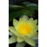 荷花盆景、荷花、綠荷水生