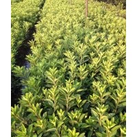 毛娟價(jià)格|東陽毛娟|福江苗木口碑好(圖)