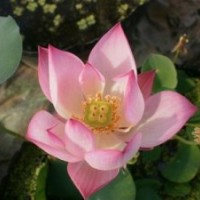 草花,君誠(chéng)花卉苗木,吉林草花