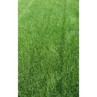 供應(yīng)冷季型草坪，早熟禾，高羊茅，混播草坪等