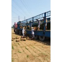 供應(yīng)北方草坪混播草坪