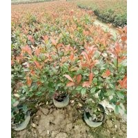 紅葉石楠大杯價(jià)格_江蘇紅葉石楠_福江苗木口碑好(圖)