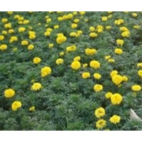 四川草花,草花,君誠花卉苗木(多圖)