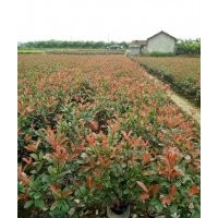 江蘇紅葉石楠_福江苗木口碑好_紅葉石楠聯(lián)系電話