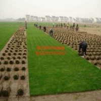 早熟禾草坪，草坪銷售價(jià)格