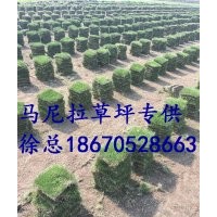 馬尼拉草坪馬尼拉草皮圖片供應(yīng)批發(fā)價(jià)格