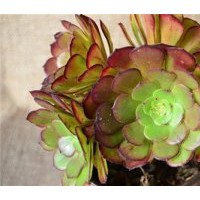 北鎮(zhèn)市花卉,綠馨花卉,花卉批發(fā)