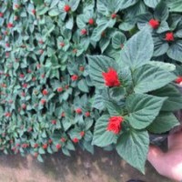 供應(yīng)：一串紅