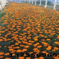 孔雀草_孔雀草價格_優(yōu)質孔雀草批發(fā)