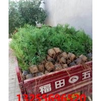 綠化側(cè)柏圖片 價(jià)格 基地