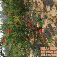 牡丹石榴特點_通化牡丹石榴_德豐農(nóng)場(多圖)