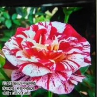 卡羅拉玫瑰苗,紅瑞花卉,卡羅拉玫瑰苗參考價格