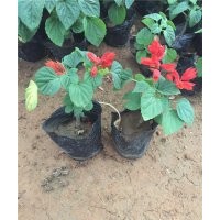 一串紅花期 一串紅照片 一串紅什么時(shí)候開花 一串紅供應(yīng) 一串紅批