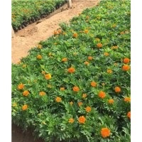 孔雀草品種大全 孔雀草花期 孔雀草供應(yīng) 孔雀草價(jià)格 孔雀草顏色分