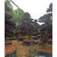 紅花繼木樁|萬達(dá)苗圃|瀏陽紅花繼木樁