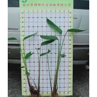 供應(yīng)貴州貴陽水生植物|貴陽水生花卉|貴陽水生植物花卉種苗|水生