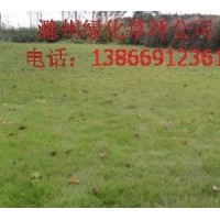 出售馬尼拉草坪，百慕大草坪，高羊茅草坪