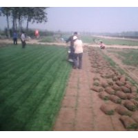 供應(yīng)【早熟禾系列】:冷季型草坪