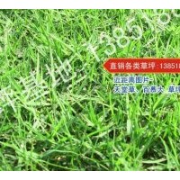 安徽百慕大草皮
