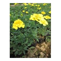 大量供應(yīng)孔雀草