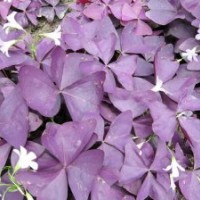 彩葉酢漿草/紫葉酢漿草