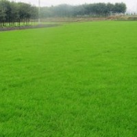 大量供應(yīng)草坪批發(fā)草坪價(jià)格草坪基地草坪熱銷(xiāo)