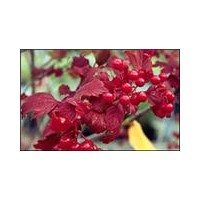 天目瓊花，太平花、多花胡枝子、紅花麥李